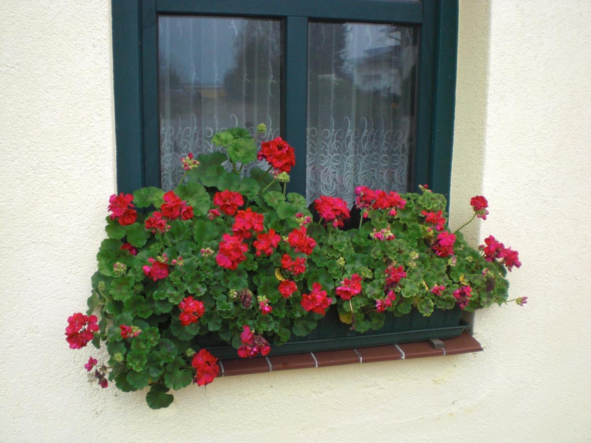 Kleine Sonnenblume Lägenhet Ueckermünde Exteriör bild
